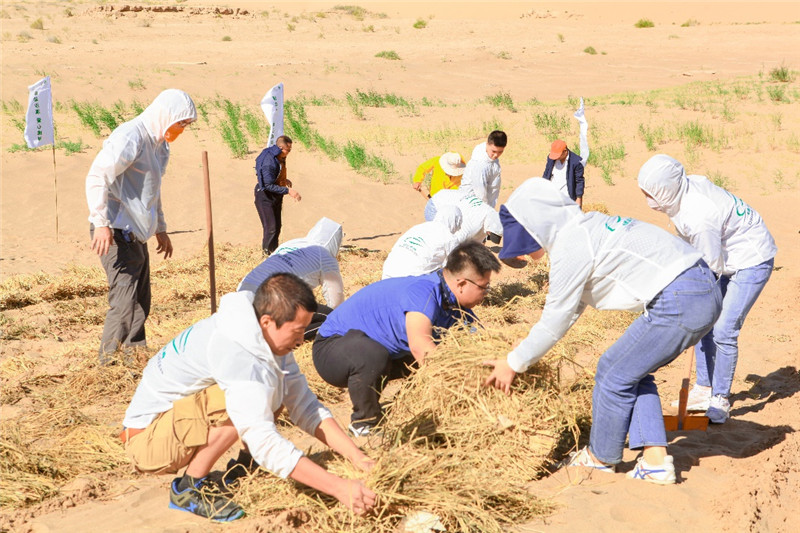  “绿动未来”志愿者与当地志愿者一同用麦草压沙，为植树做准备